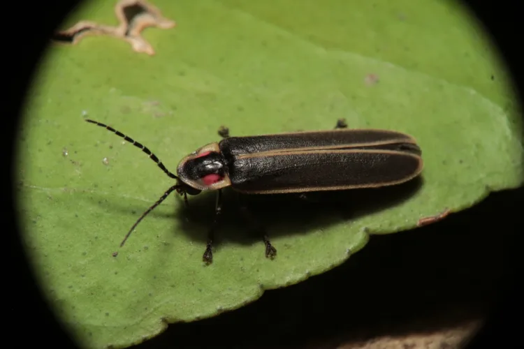 Are Ohio’s fireflies fading?